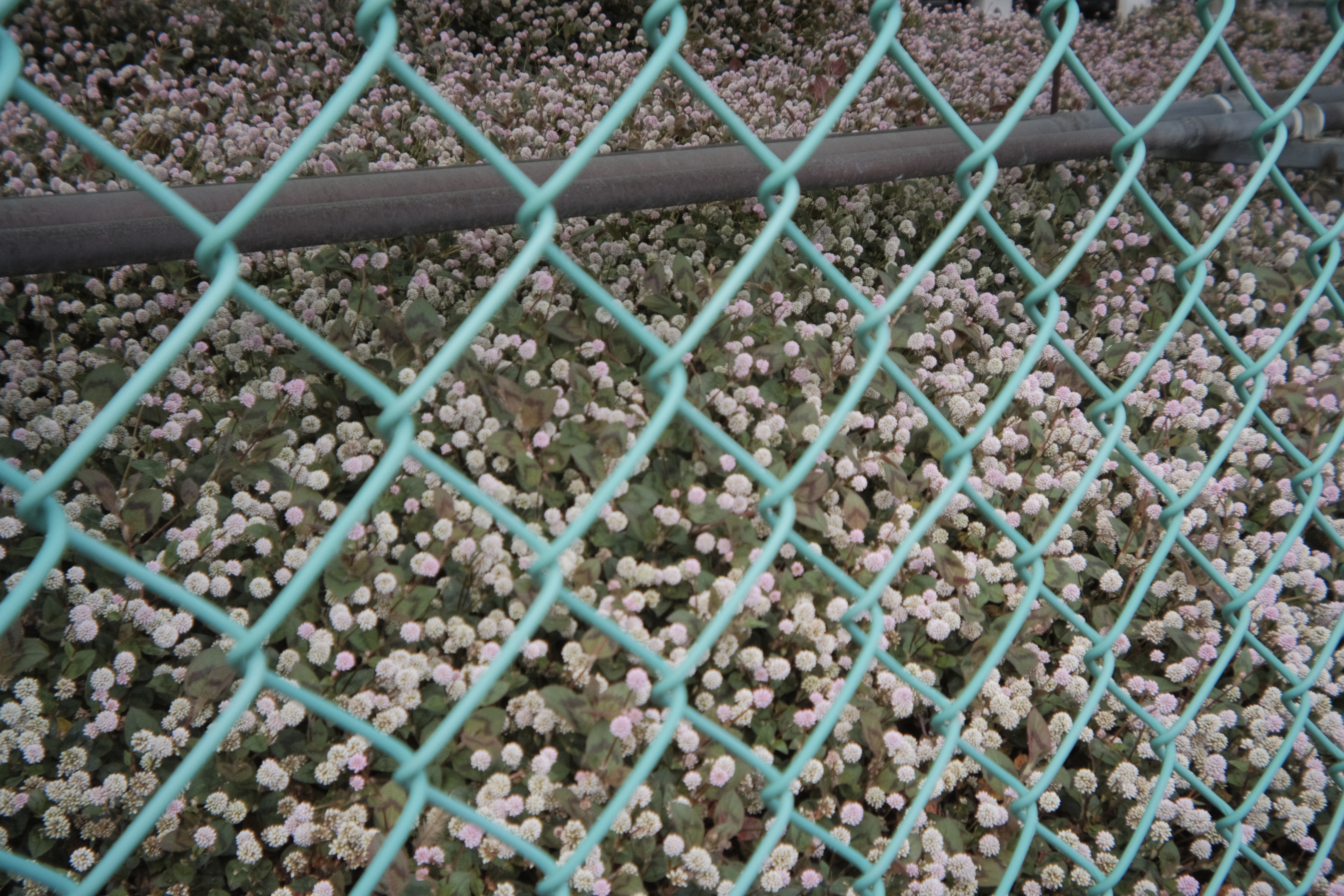 Flowers flowers.jpg