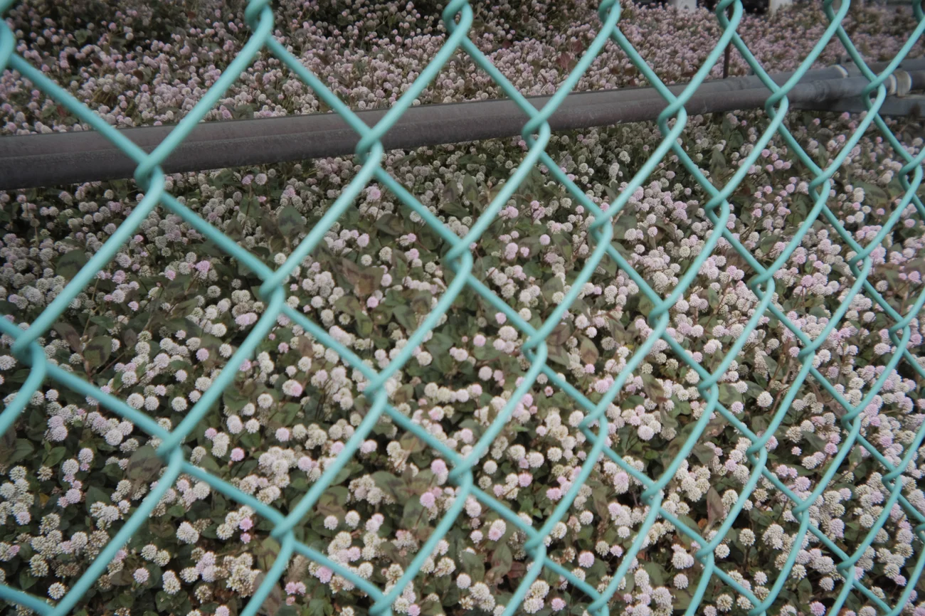 Flowers flowers.webp