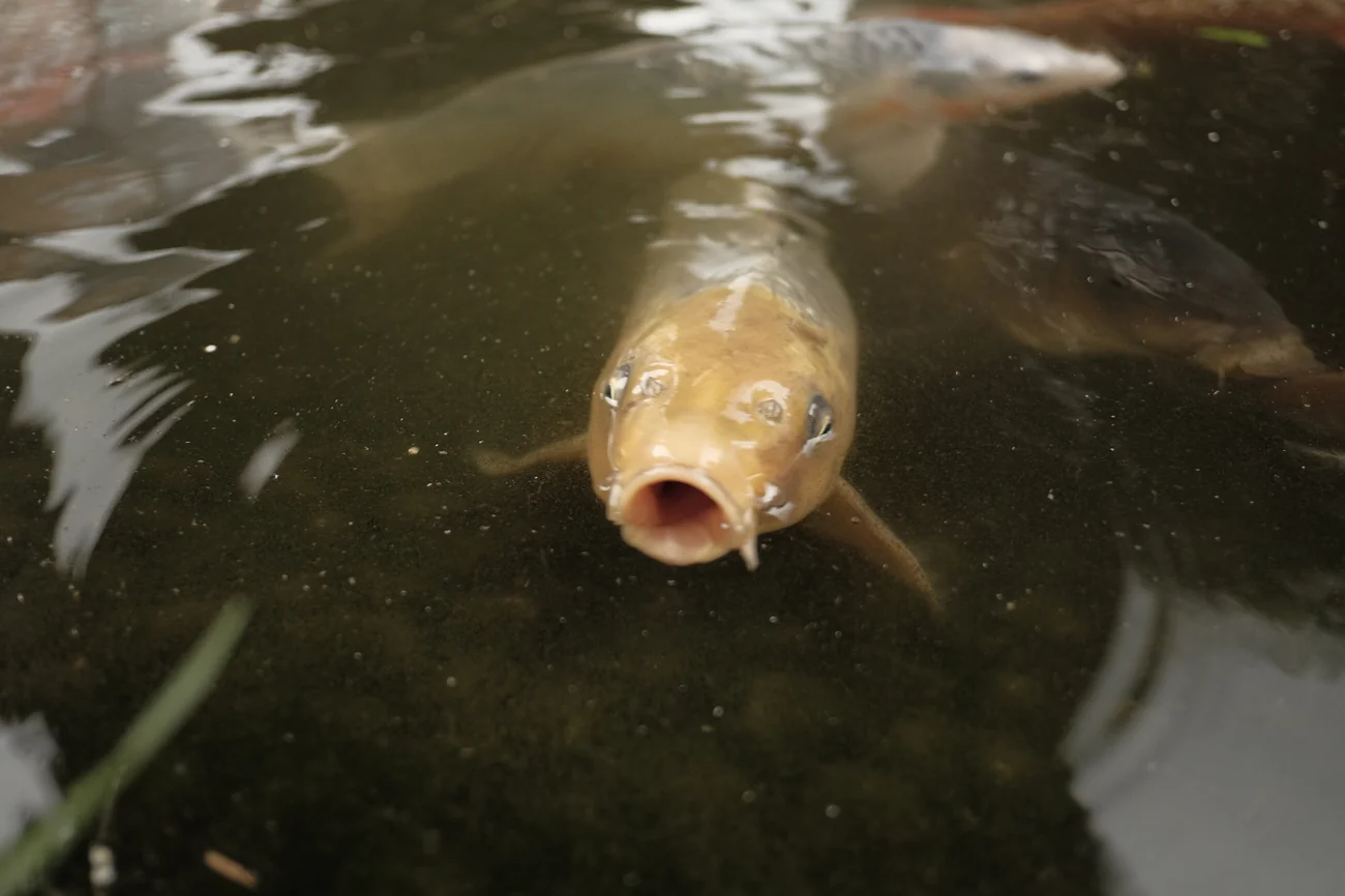 Koi koi.webp