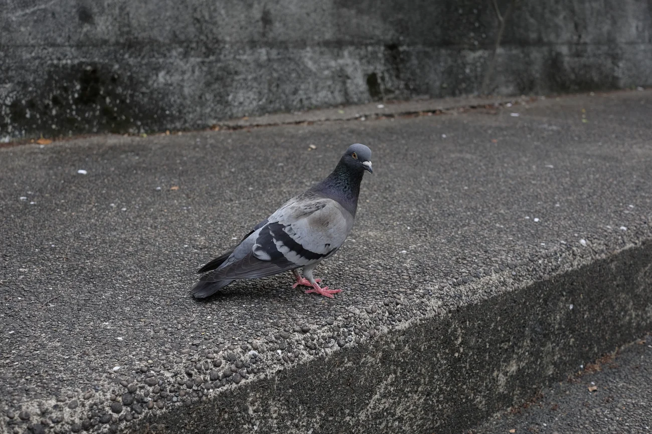 Pigeon pigeon.webp