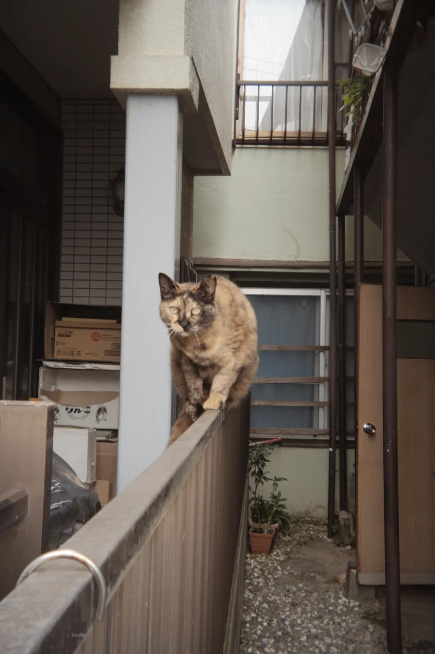 Cat cat.webp