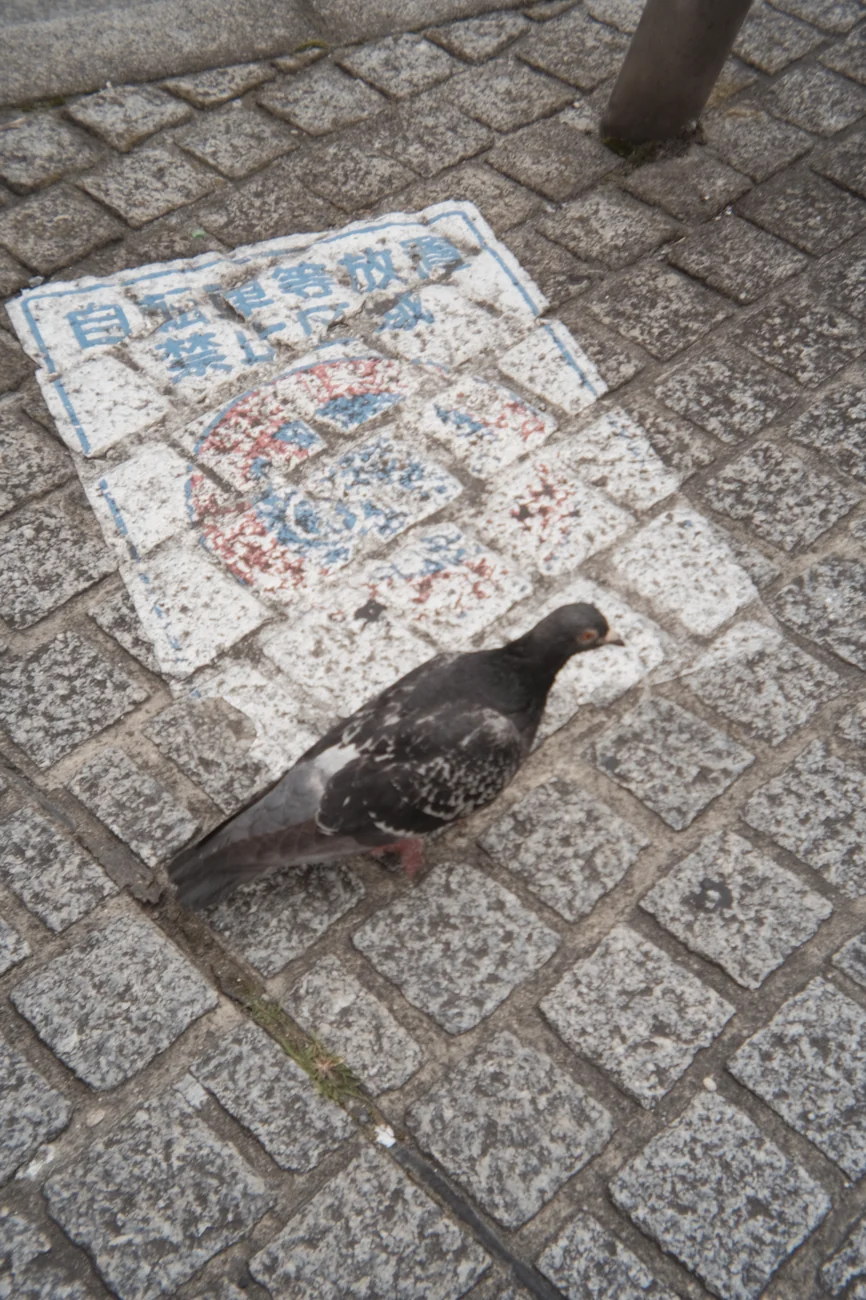 Pigeon pigeon.webp