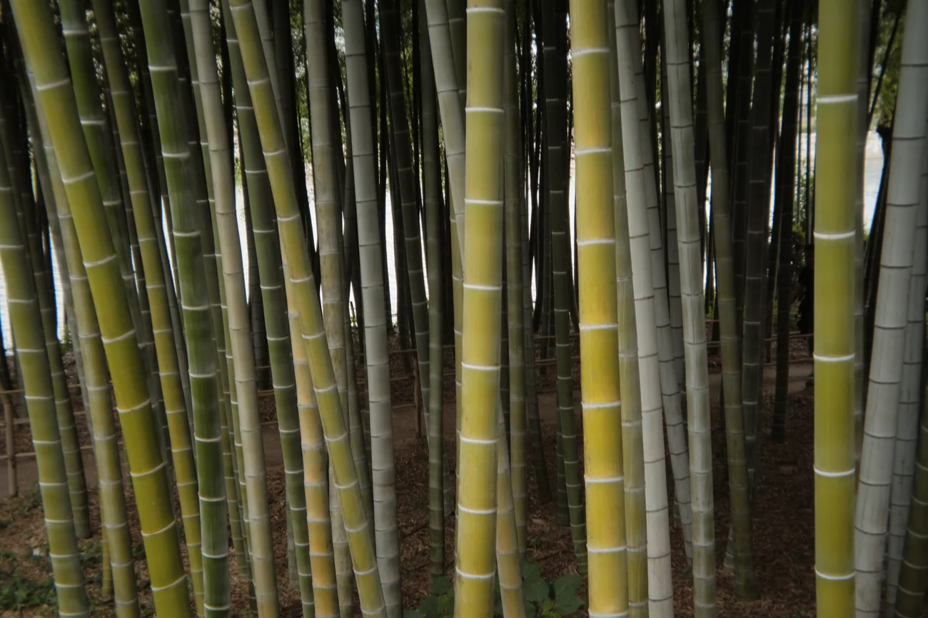 Bamboo bamboo.webp