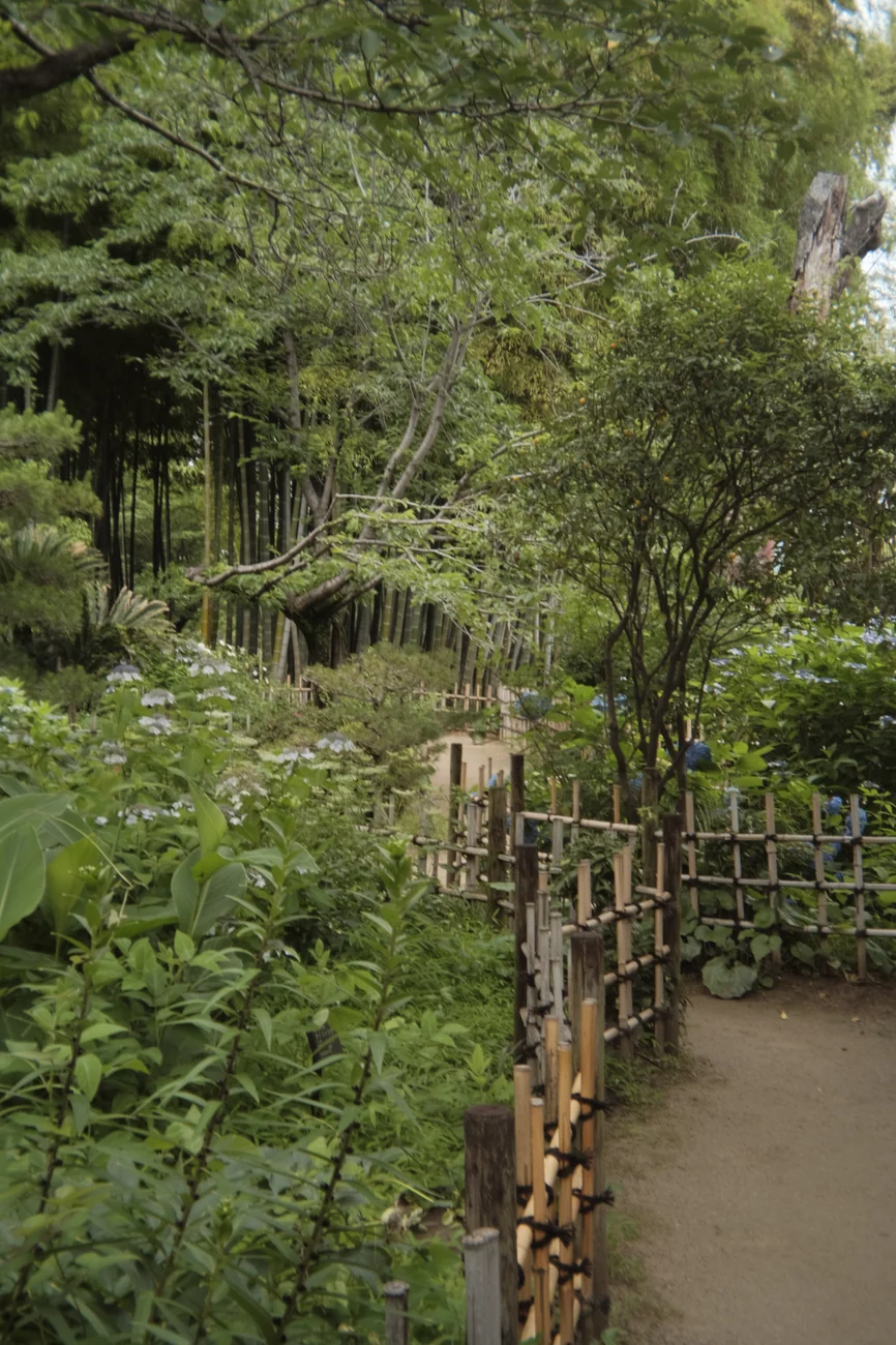 Garden garden.webp