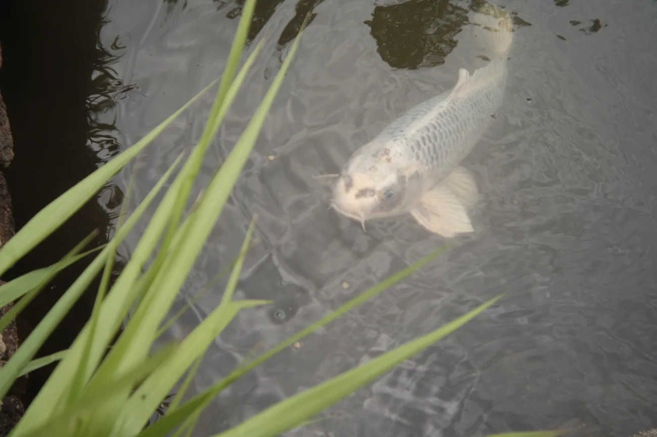 Koi koi.webp