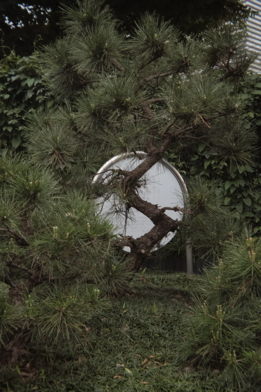Tree tree.webp
