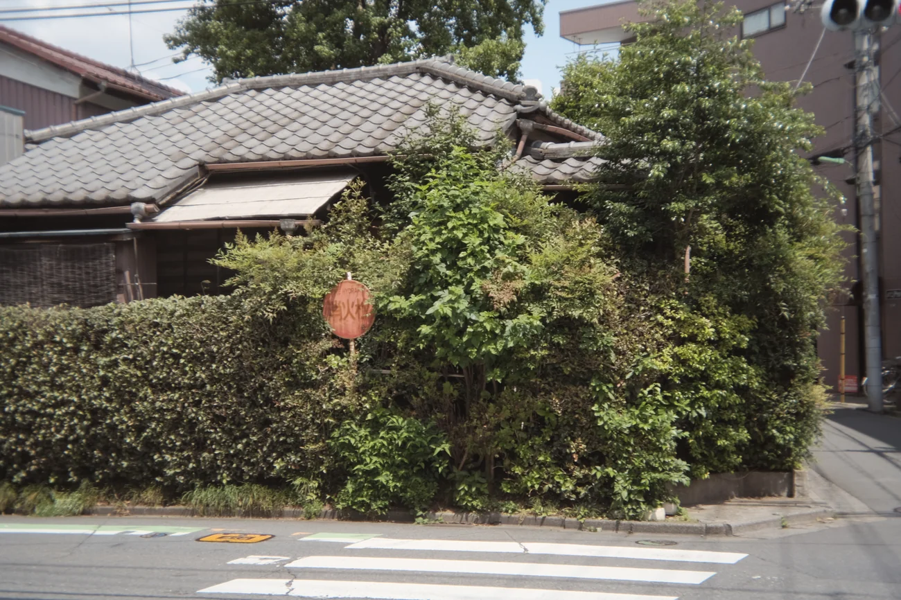 Bush bush.webp