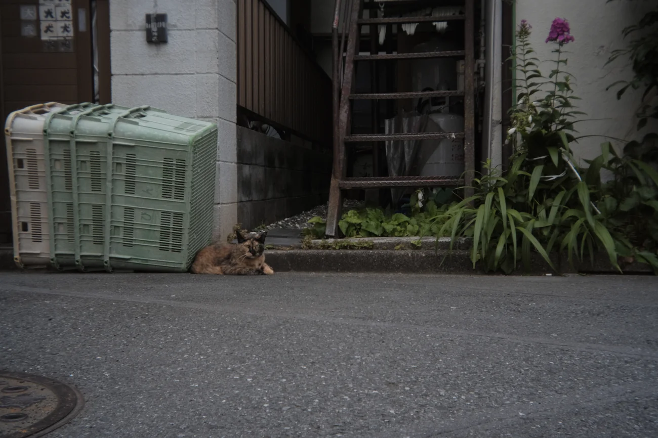Cat cat.webp