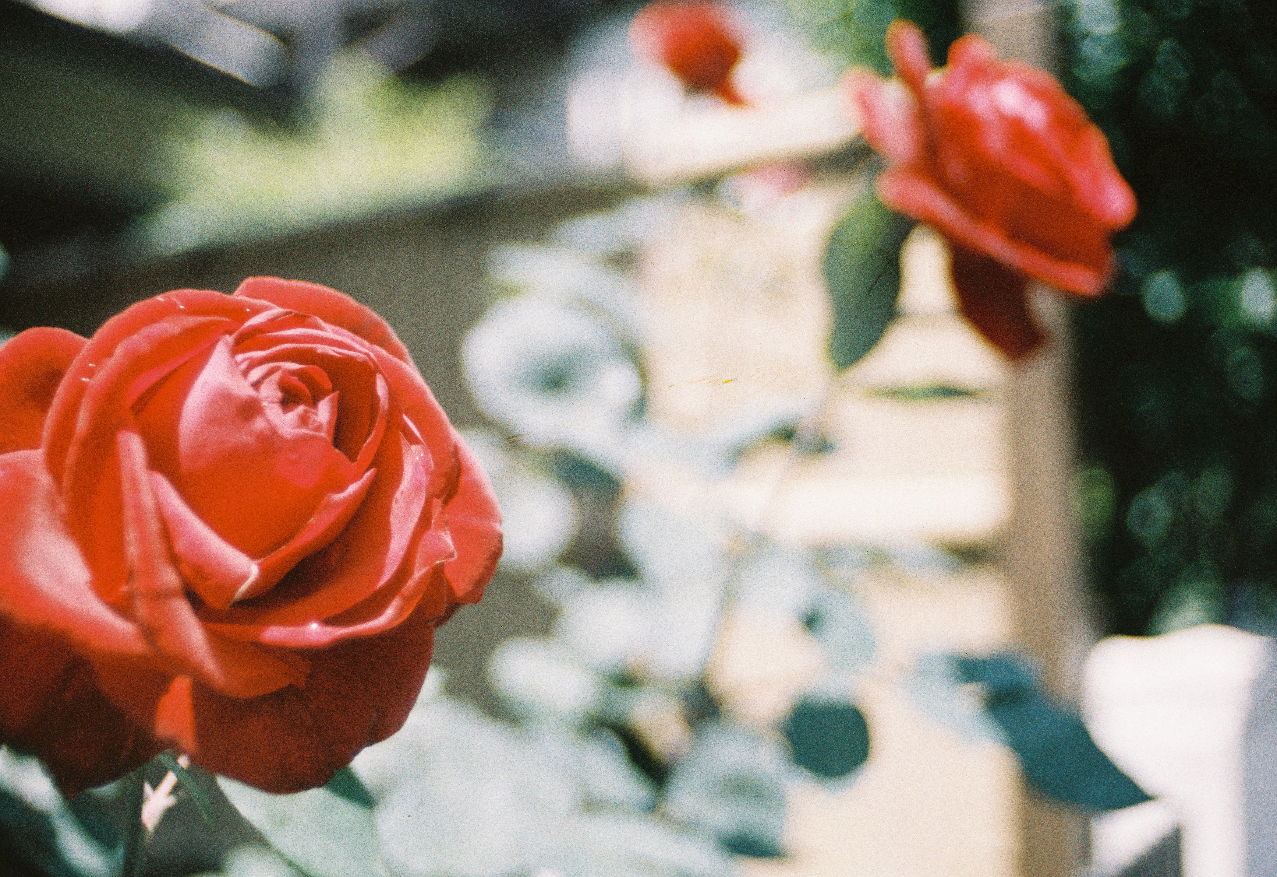 Roses roses.jpg