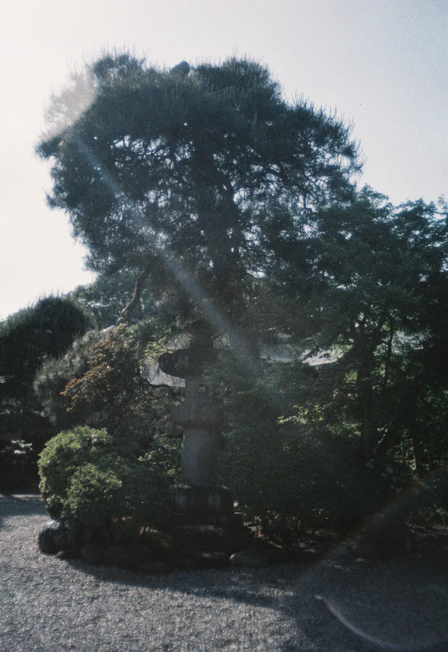 Tree tree.webp