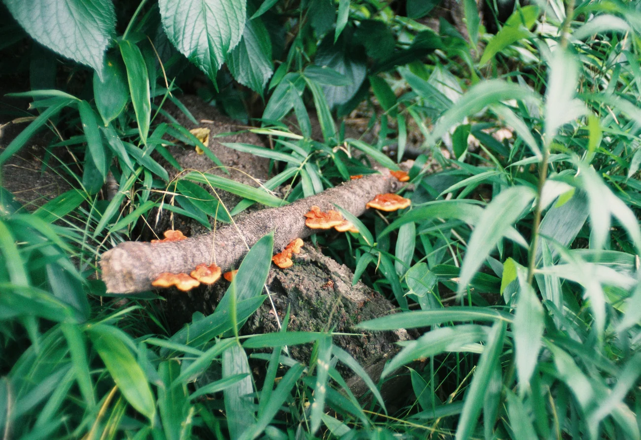 Fungus fungus.webp