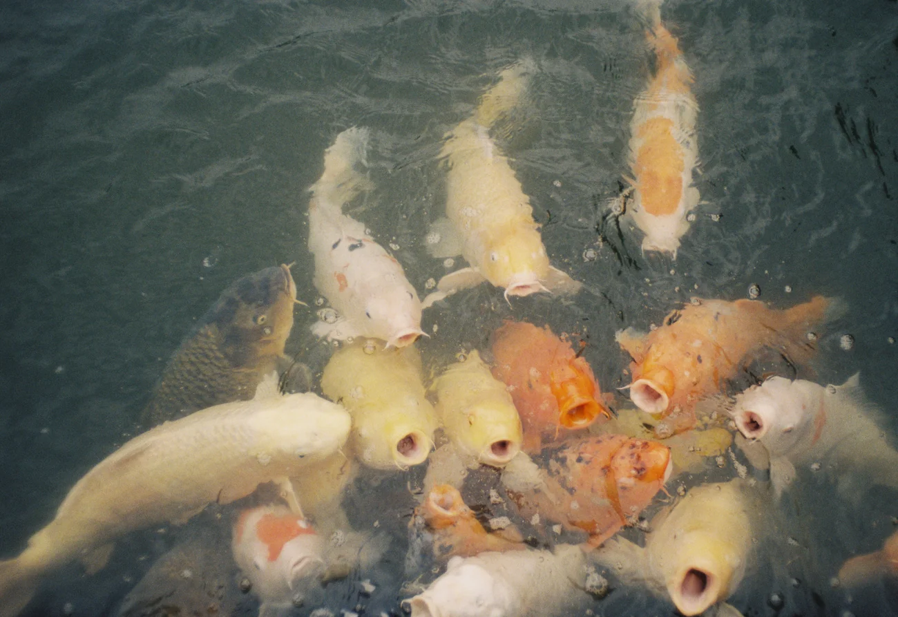 Koi_1 koi_1.webp
