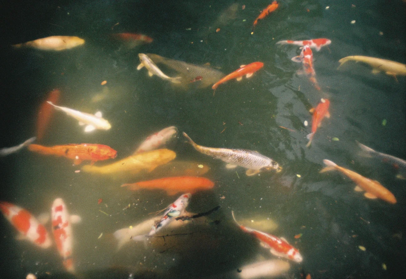 Koi_2 koi_2.webp